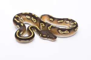 Livestock Farming Pictures Prints: Royal Python (Python regius), Mojave Black Head