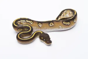 Royal Python (Python regius), Mojave Black Head