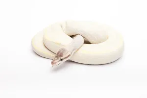 Royal Python (Python regius), Opal Diamond