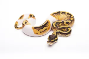 Austrian Wildlife Fauna Prints: Royal Python (Python regius), Pastel Piebald
