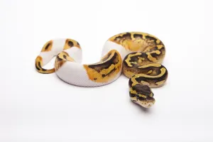Wild Animal Breeding Prints: Royal Python (Python regius), Pastel Piebald