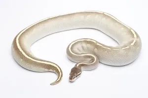 Austrian Wildlife Fauna Prints: Royal Python (Python regius), Phantom Mojave Het Ghost