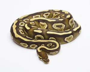 Wild Animal Breeding Prints: Royal Python (Python regius), Phantom Yellow Belly