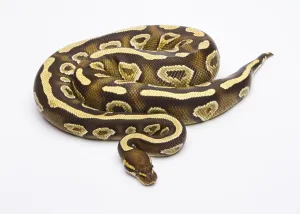 Female Snake Prints: Royal python (Python regius), Phantom Yellow Belly