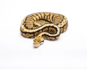 Male Animal Images Prints: Royal python (Python regius), Powerball