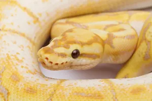 Royal Python (Python regius), Spider CG