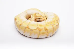 Royal Python Print, male Spider CG