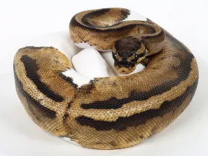 Python Regius Images Prints: Royal python (Python regius), spotted