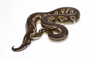Wild Animal Breeding Prints: Royal Python (Python regius), Super Black Head