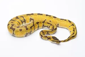 Austria Livestock Farming Prints: Royal Python (Python regius), Super Enchi