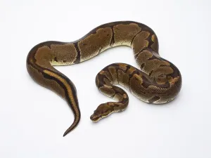 Constrictor Snake Species Prints: Royal Python (Python regius), Super Venom
