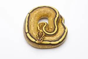 Uninhabited Studio Photography Prints: Royal Python (Python regius), Superstripe