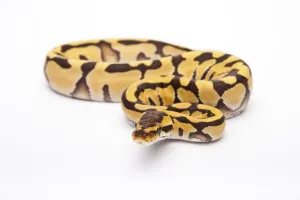 Panthera Tigris Images Prints: Royal Python (Python regius), Tiger