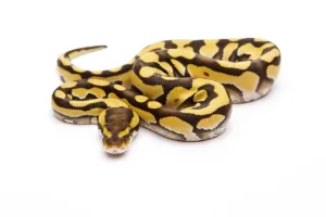 Austrian Fauna Photos Prints: Royal Python (Python regius), Tiger Phantom