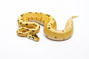 Panthera Tigris Images Prints: Royal Python (Python regius), Tiger Spider