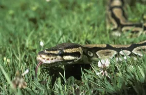 Royal python (python regius) with tongue sticking out