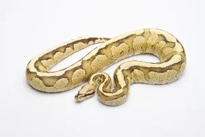 Reptile Fauna Europe Prints: Royal Python (Python regius), Vanilla Cream