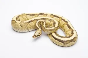 Python Regius Images Prints: Royal python (Python regius), Vanilla Cream