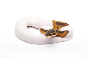 Wild Animal Breeding Prints: Royal Python (Python regius), Willi Obermayer reptile breeding