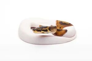 Royal Python Prints: Royal Python (Python regius), Willi Obermayer reptile breeding