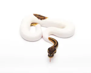 Wild Animal Breeding Prints: Royal Python (Python regius), Willi Obermayer reptile breeding