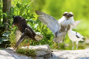 Ruff Courtship Display Prints: Two ruffs in active interaction