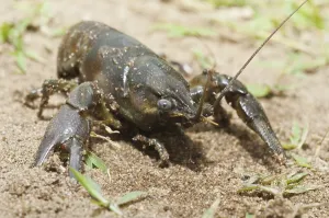 Deserted Waterway Scene Prints: Rusty crayfish, Orconectes rusticus