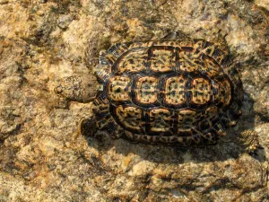 Reptile Wildlife Prints: Sawed flat turtle