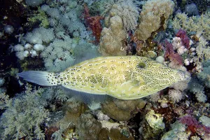 US American Marine Life Prints: Script filefish (Aluterus scriptus)