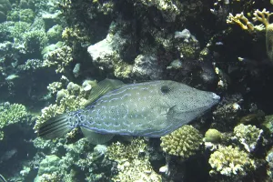 Red Coloured Sea Creature Prints: Script filefish (Aluterus scriptus)