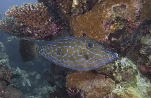 Indo Pacific Ocean Creatures Prints: Script filefish (Aluterus scriptus)
