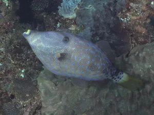 Atlantic Ocean Sea Life Prints: Script filefish (Aluterus scriptus)