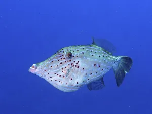 US American Marine Life Prints: Script filefish (Aluterus scriptus)