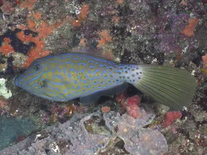 Wild Animal Habitat Conservation Prints: Script filefish (Aluterus scriptus)