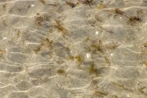 Underwater Nature Photography Prints: Seabed with sand, shells and algae under small waves with light reflections as a background