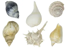 Rocky Coastline Image Prints: Selection of shells on a white background