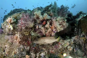 Pacific Ocean Marine Animals Prints: Sharphead Grouper, Sharphead Grouper