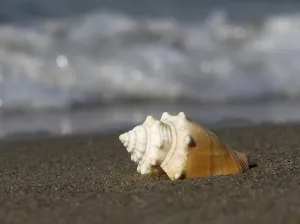 Seashell Photography Prints: Shell