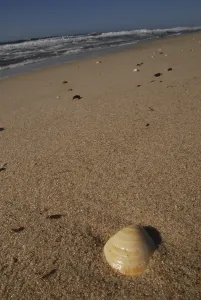 Seashell Images Prints: A shell on the beach