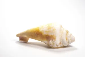 Bivalve Shell Prints: Shell found on the beach