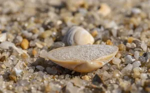 Coastal Area Scenery Photo Prints: Shell on the beach