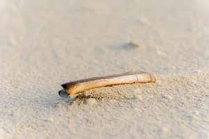 Seashell Photography Prints: Shell on the beach