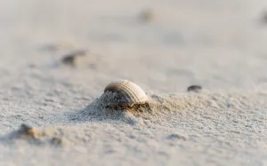 Seashell Images Prints: Shell on the beach