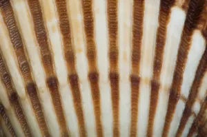 Studio Shot Of Mollusc Prints: Part of shell very close up for background