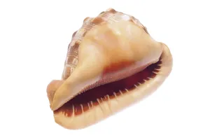 Bivalve Shell Photography Prints: Shell, seashell