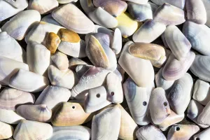 Seashell Photography Prints: Shells