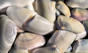 Empty Coastline Prints: Shells