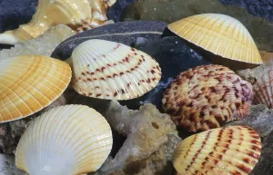Indian Ocean Animals Prints: Shells