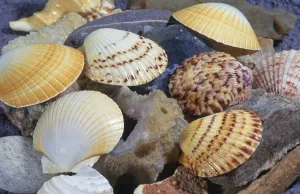 Deserted Beach Animals Prints: Shells