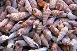 Wildlife Photography Ocean Prints: Shells